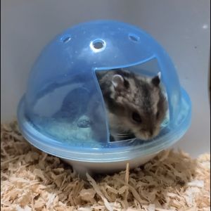 Hamtoro / Tempat Mandi HamsterUFO Bulat Mainan Tempat Pup / Perlengkapan Hamster / Mainan Hamster