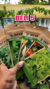 INFARM-Benih Super Terong Ungu Bibit Super Terong Ungu  Biji Super Terong Ungu  Benih Terong Ungu Bibit Terong Ungu Biji Terong Ungu Infarm