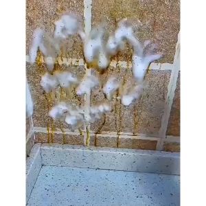 Tẩy dầu mỡ nhà bếp chai 500ml không cần cọ rửa làm sạch trong 5 phút - Aeneas Shop