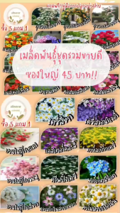 เมล็ดพันธุ์ชุดรวมขายดี ซองใหญ่ราคา 45 บาท ซื้อ 5 แถม 1 ปลูกง่าย โตไว อัตราการงอกสูง รวม