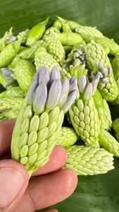 ดอกอ่อนผักตบทานได้ประโยชน์เยอะ(บรรจุ150กรัม)ส่งแบบไม่แกะฝัก