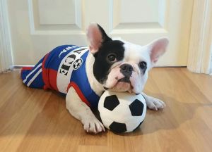 Gigwi Wooden Antler ของเล่นสัตว์เลี้ยงพรีเมี่ยม ของเล่นหมา ของเล่นสุนัข ลูกบอลหมา