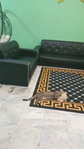 Sofa Kain / Sofa Kulit / Sofa Baldu Sofa 1 Seater 2 Seater 3 Seater 1+2+3 Seater / PVC