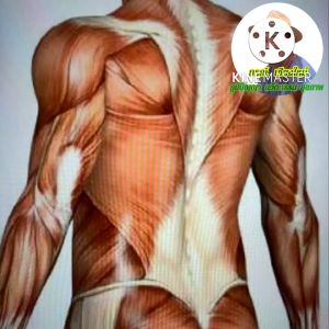 ลูกกลิ้งนวดหลังนวดคอนวดบ่านวดไหล่