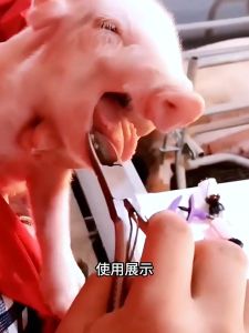 Stainless Steel Piglets Teeth Cutter Pig Teeth Clipper Nipper Cutter Veterinary equipment Pig equipment tool