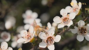MANUKA WELLBEING HONEY UMF 13+ 500G