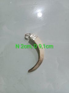 Mặt dây chuyền nanh Lợn Việt gắn chụp bạc.
