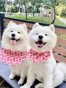 Soap Diary Pets Saliva Towel Medium to Large Dogs Dog Cartoon Bib Saliva Waterproof Pure Cotton Scarf Triangular Binder