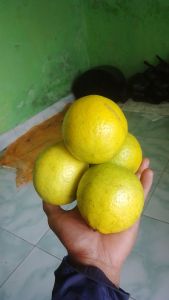 lemon California jumbo super segar 1kg isi 4-6