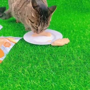 Cat Dog Snack Steam Chicken Breast Pet Snack Dogs Snack 40g Pet Treats for Cats Pet Food