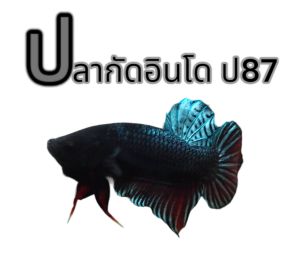 ปลากัดอินโด จอมลุยเดือด ป87 เทา ชาย 9เดือน มีประกันสินค้า