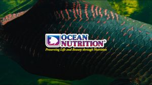 อาหารปลา ปลาปอมปาดัวร์ ชนิดแผ่นจมน้ำ สูตรสมดุลย์ Discus Flake Ocean Nutrition 34g. & 70g