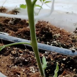 1 Rol Plant Hanging Twine - Polypropylene (PP) with Mesh/Netted Pattern | Tali Gantungan Tanaman dengan Pola Jaring