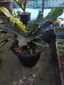 Anthurium hokeri black varigata induk