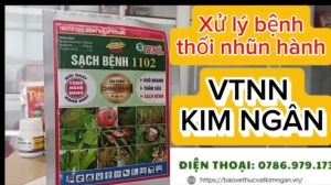 combo quản lý thối nhũn hành khô nhanh thấm sâu sạch bệnh phòng trừ vi khuẩn thán thư thối nhũn trên cây hành