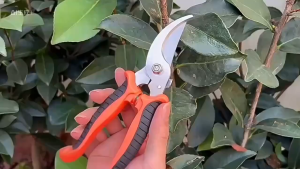 กรรไกรแต่งกิ่งมีหลายแบบให้เลือก กรรไกรจัดสวนเครื่องมือจัด ตกแต่งกิ่งไม้ กรรไกรเล็มกิ่ง