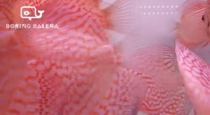 BRBN Checkerboard Pigeon Discus - Discus Fish - Ikan Discus - Aquarium Freshwater Fish / Ikan Air Tawar