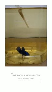 GRINDAL WORM STARTER PACK / CACING GRINDAL / CACING GILING