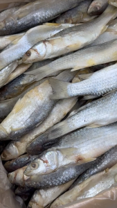 【Ready Stock】Ikan Belanak Masam/Jeruk A-250g/500g