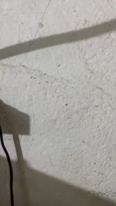 Thuốc diệt kiến sinh học Kane diệt tận gốc tổ kiến diệt kiến trên đất và cây trồng chuyên diệt ổ kiến lửa hiệu quả lâu dài sau 1 lần xịt