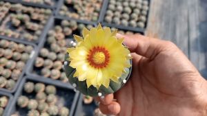 Astrophytum Nudum Melon Seed Hashish 4-6 cm ต้นแคคตัส กระบองเพชร