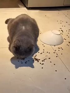 เครื่องให้อาหารแมว3.8L ที่ให้อาหารอัตโนมัติ เครื่องให้อาหารหมาอัตโนมัติ เครื่องให้อาหาร เติมน้ำ และอาหารอัตโนมัติ มี3สี