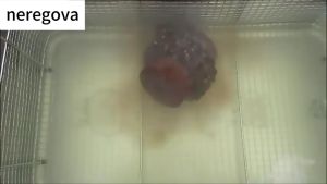 👍🏻👍🏻NERE 30L Industrial Ultrasonic Cleaner with Digital Timer&Heater 40kHz Professional Large Ultrasonic Cleaner Total 1100W for Wrench Tools Industrial Parts Mental Instrument Apparatus Cleaning