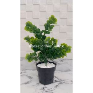 Tanaman Hias Daun Mint Latex & Dekorasi Pajangan Ruangan