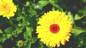 Sách - 100 Bài Làm Văn Hay Lớp 10 - ndbooks