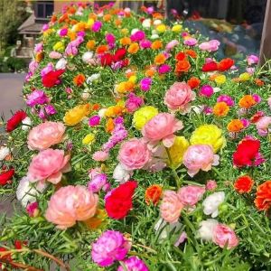 Keratan Batang Ros Jepun Mix Colour 🌹 40pcs | RM9.90 | Bahan Tanaman Colorful mixed flowers in a planter