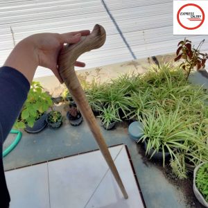 tongkat jalan kayu gaharu merah motif payung D27