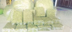 ลดพิเศษ 50 % ข้าวเม่าสด ข้าวเม่าของฝากอุดรธานี ข้าวเม่าสดบ้านผือ