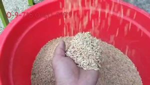 Máy quạt  lúa  thổi bay lúa lép  quạt tiêu  ngô mẫu mới