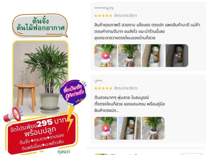 ต้นจั๋ง พร้อมกระถาง ดินปลูก ไม้ฟอกอากาศ ราคาถูก