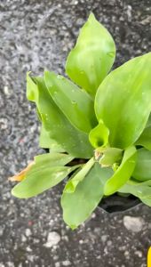 Anak pokok Cekur /KencurSand Ginger Baby Plant/  沙姜幼苗/Kaempferia Galanga free sampel baja organik