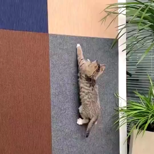 10PCS 60*100CM Cat Scratch Mat Cat Climbing Pad Cat Scratching Board Wear-resistant Multifunctional Wall Stickers Cat Scratcher Mat Cat Crawling Mat Self-Adhesive Carpet Grinding Climbing Cats Scratch Board Toys Cat Scratching Mat Anti Scratch Cat Crawlin
