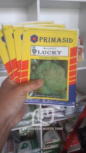 1250 Butir Bibit Broccoli Benih Brokoli F-1 Lucky Bejo Original Primasid
