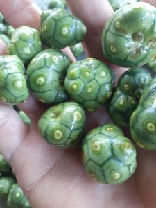3kg Quả nhàu rừng tươi già (vận chuyển 1 số quả sẽ chín) là nhàu rừng chính hiệu già gần chín mọc tự nhiên ở vùng núi Đá Bàn Ninh Sơn Ninh Hòa Khánh Hòa