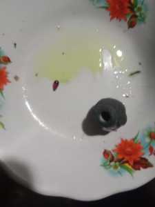 mustika emnbun air ada dua warna merah sama putih warisan cuma koleksi