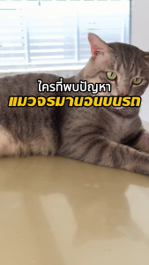 (B&K Natural) สเปรย์ไล่แมว กันแมวฉี่ กันแมวข่วนโซฟา ปลอดภัยต่อแมว สารธรรมชาติ100%