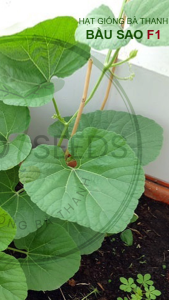 [EcoSeeds] Combo 2 Gói Hạt Giống Bầu Sao F1 Nông Hưng Phú - Dễ Trồng Trái Dài 25-30cm - Gói 20g