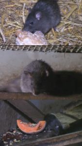 YL Mouse Trap: A Non-Toxic & Easy-to-Use Solution for Effective Mouse Control