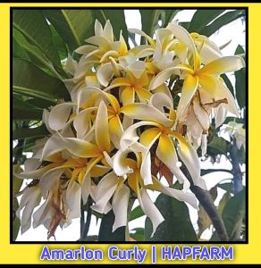 BIBIT CUTTING KAMBOJA BALI AMARLON CURLY JEPUN BALI PLUMERIA