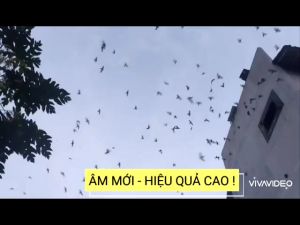 ÂM THANH NHÀ YẾN NGOÀI TRỜI - BUFFALO 68 - Âm ngoài dẫn dụ yến hiệu quả