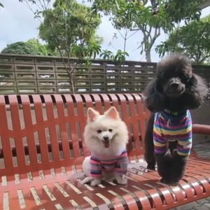 Dog Clothes Candy Stripe Dog T-shirt | Breathable 100% Cotton | Korean Summer Shirt for Small and Big Dogs