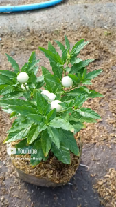 tanaman - pohon tomat krismil berbuah promo