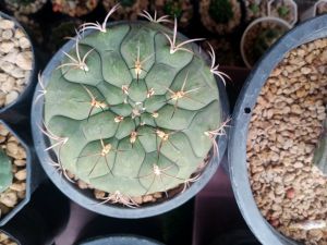 ยิมโนหนังช้าง กระถาง  6 นิ้ว