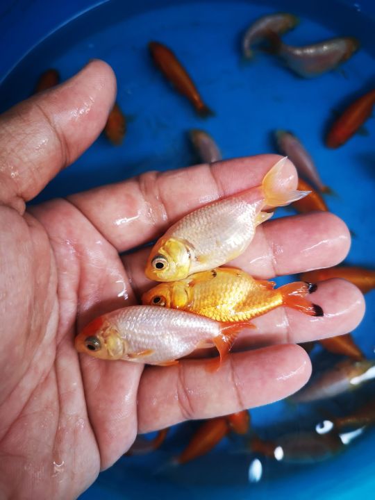 PIECES PACKAGE /LOCAL RANCHU GOLDFISH/LIVE FISH /IKAN HIASAN
