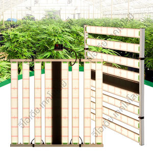 LED ไฟปลูกต้นไม้ Osram 6 แถว สเปกตรัมเต็ม สำหรับการเจริญเติบโตของผัก ผลไม้ และต้นไม้ โดยรวม 180° สำหรับการพลังสูง