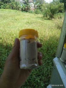PAKET HEMAT  UMPAN KUCUR JITU / UMPAN KUCUR SPECIAL IKAN BAUNG / IKAN SENGGAL / AMPAN KUCUR  / UMPAN KUCUR GACOR